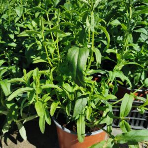 Virgininis pūstatauris 'Crystal peak'