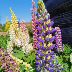 Lubinas 'Galery mix'