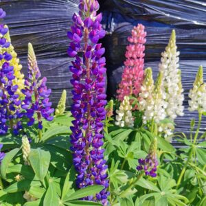 Lubinas 'Galery mix'