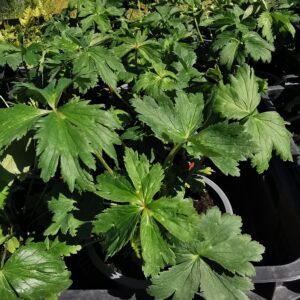 Kininis burbulis 'Golden Queen'