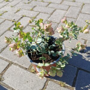 Dekoratyvinis krūminis raudonėlis 'Kent Beauty'