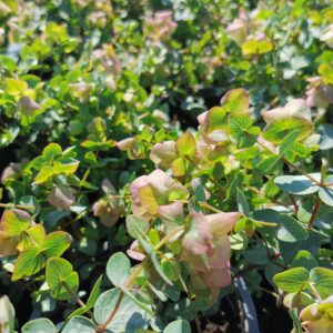 Dekoratyvinis krūminis raudonėlis 'Kent Beauty'