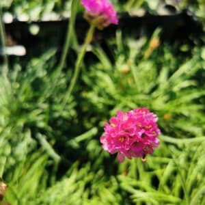 Gvaizdė (Armeria) 'Amanda Rose'