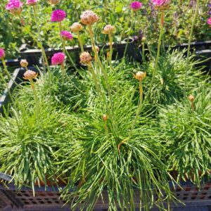 Gvaizdė (Armeria) 'Amanda Rose'