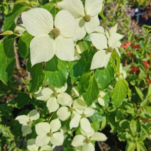 Japoninė sedula 'Teutonia'