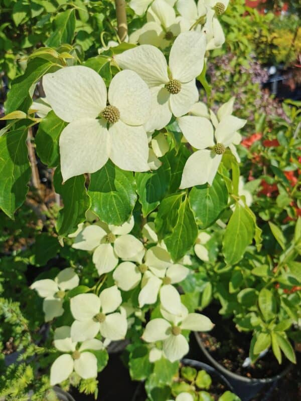 Japoninė sedula 'Teutonia'