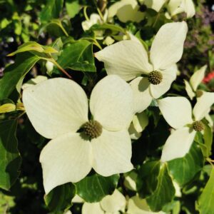 Japoninė sedula 'Teutonia'