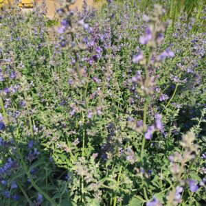 Katžolė 'Six hills giant'