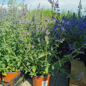 Katžolė 'Six hills giant'