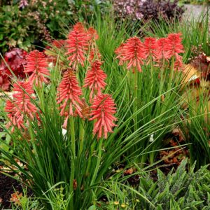 Knipofija 'Poco Red'