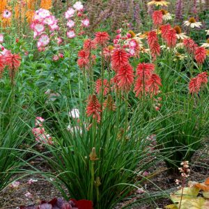 Knipofija 'Poco Red'