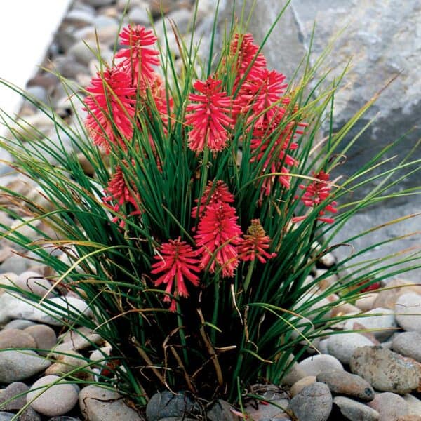 Knipofija 'Poco Red'