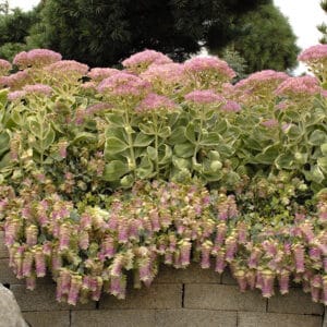 Dekoratyvinis krūminis raudonėlis 'Kent Beauty'