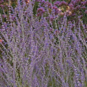 Melėsas 'Little spire'