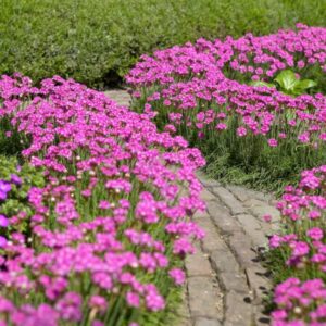 Gvaizdė (Armeria) 'Amanda Rose'