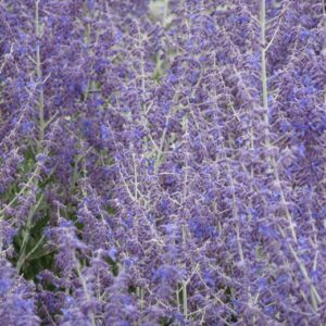 Melėsas 'Little spire'