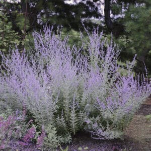 Melėsas 'Little spire'