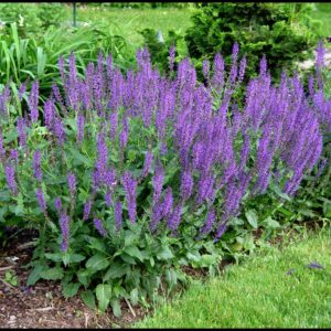 Gojinis šalavijas 'April Night'