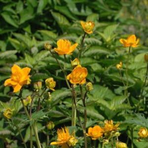 Kininis burbulis 'Golden Queen'