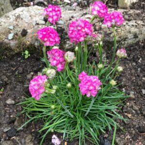 Gvaizdė (Armeria) 'Amanda Rose'
