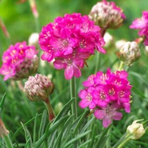 Gvaizdė (Armeria) 'Amanda Rose'