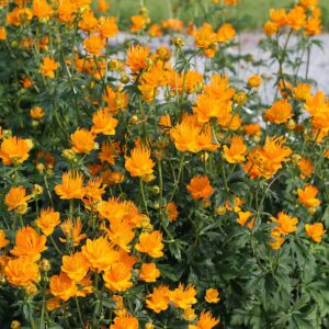 Kininis burbulis 'Golden Queen'