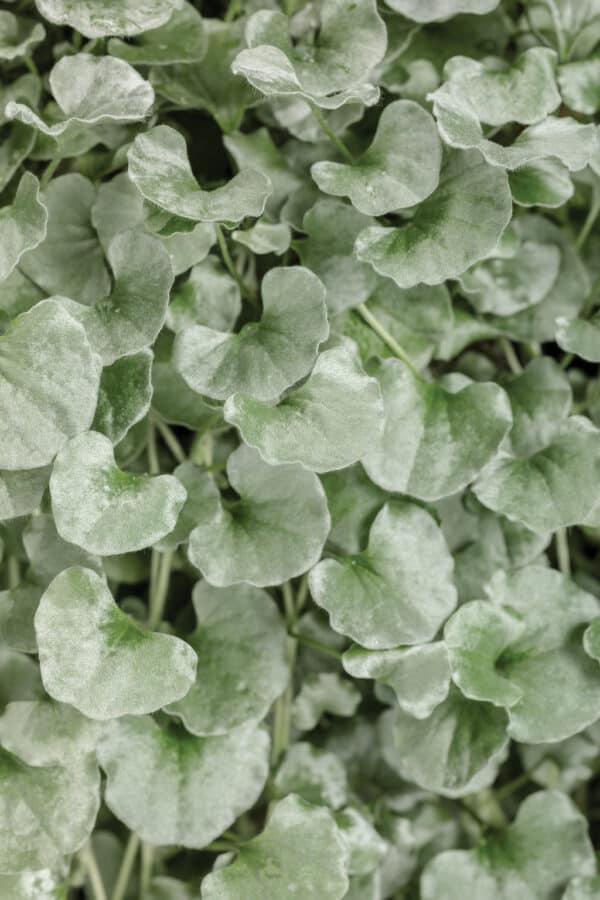 Dichondra (stuburtės) 'Silver Falls'