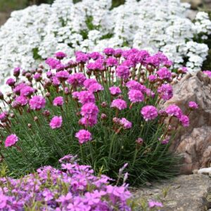 Gvaizdė (Armeria) 'Amanda Rose'