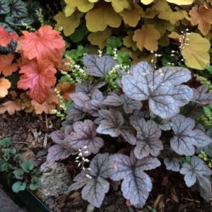 Alūnė 'Season's King'