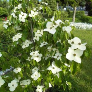 Japoninė sedula 'Teutonia'