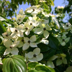 Japoninė sedula 'Teutonia'