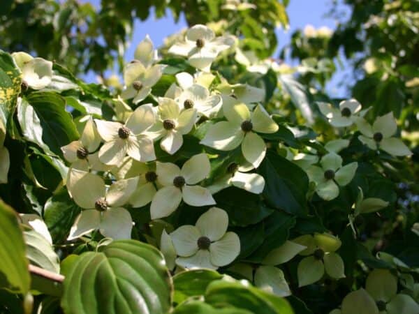 Japoninė sedula 'Teutonia'