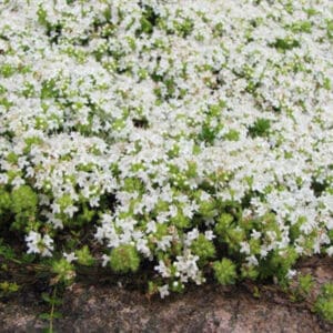 Baltažiedis čiobrelis