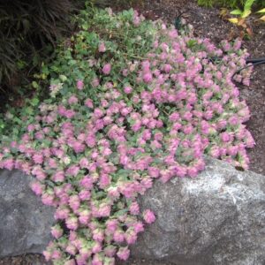 Dekoratyvinis krūminis raudonėlis 'Kent Beauty'