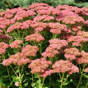 Šilokas 'Herbstfreude'