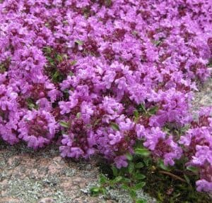 Paprastasis (dekoratyvinis) čiobrelis