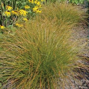 Viksva 'Prierie Fire'