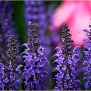 Gojinis šalavijas 'April Night'