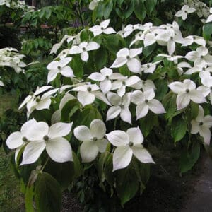 Japoninė sedula 'Teutonia'