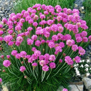 Gvaizdė (Armeria) 'Amanda Rose'