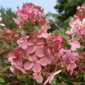 Hortenzijos Early Sensation žiedynai