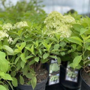 Nykštukinės hortenzijos Little Spooky sodinukai