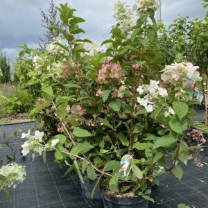 Hortenzijos Early sensation sodinukai