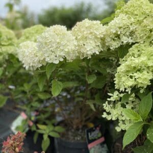 Hortenzijos Little Lime sodinukas