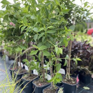 Veigelė Marjorie pintu kotu medelis