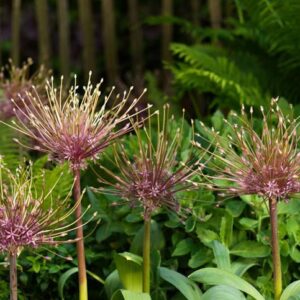 Dekoratyvinis Česnakas 'Schubertii'