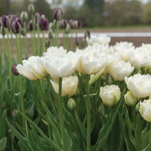 Tulpių 'Mondial' svogūnėliai