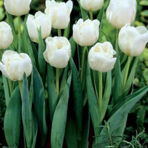 Tulpių 'Mondial' svogūnėliai