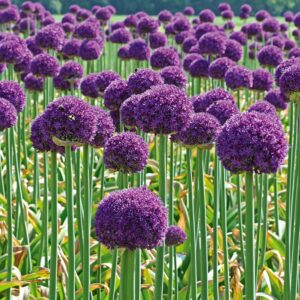 Dekoratyvinio česnako 'Ambassador' svogūnėliai