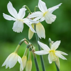 Narcizų 'Triandrus Thalia' svogūnėliai